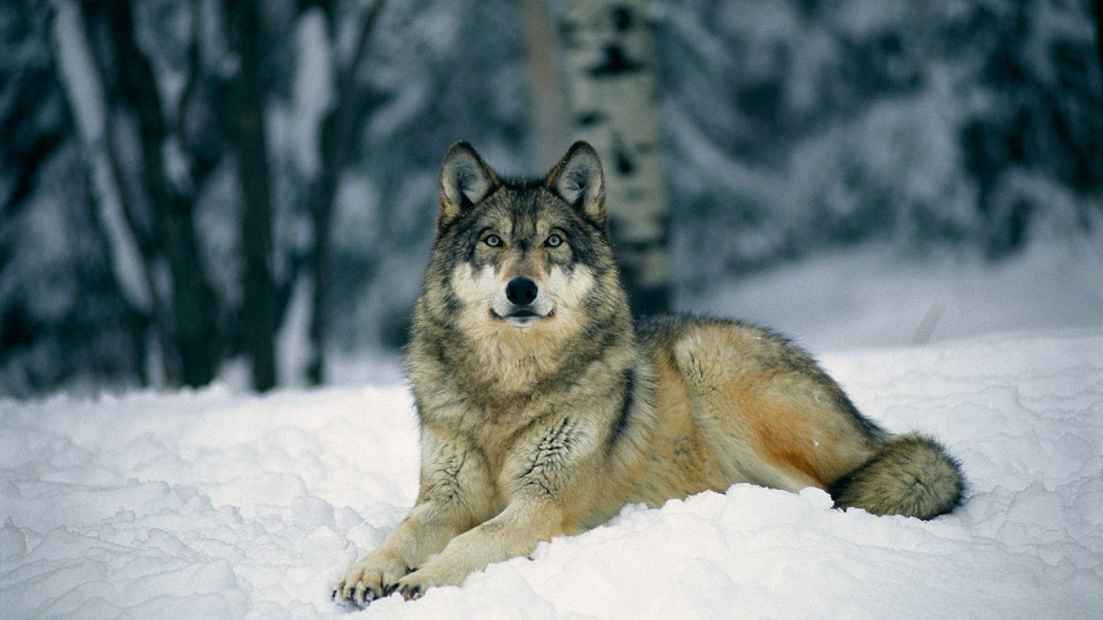 Wolf Standing on Pristine Snow Wallpaper