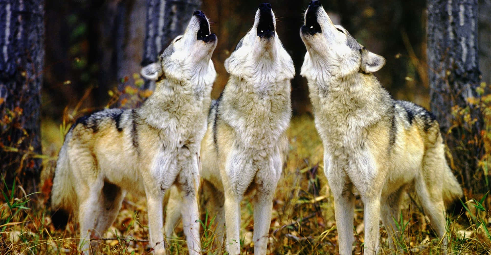 Wolf Pack Howling Together Wallpaper