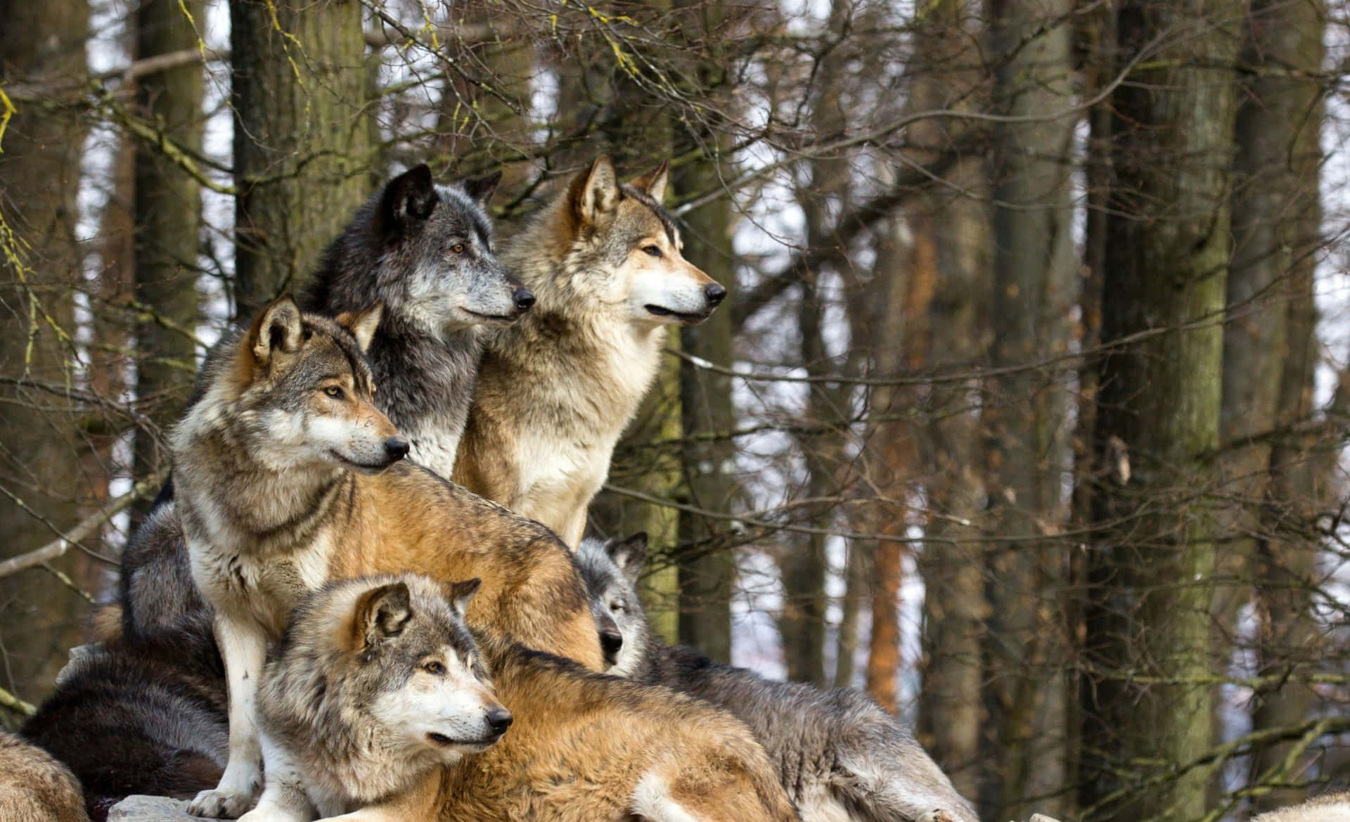 En stolt ulv familie pakke, der leder efter deres næste eventyr. Wallpaper