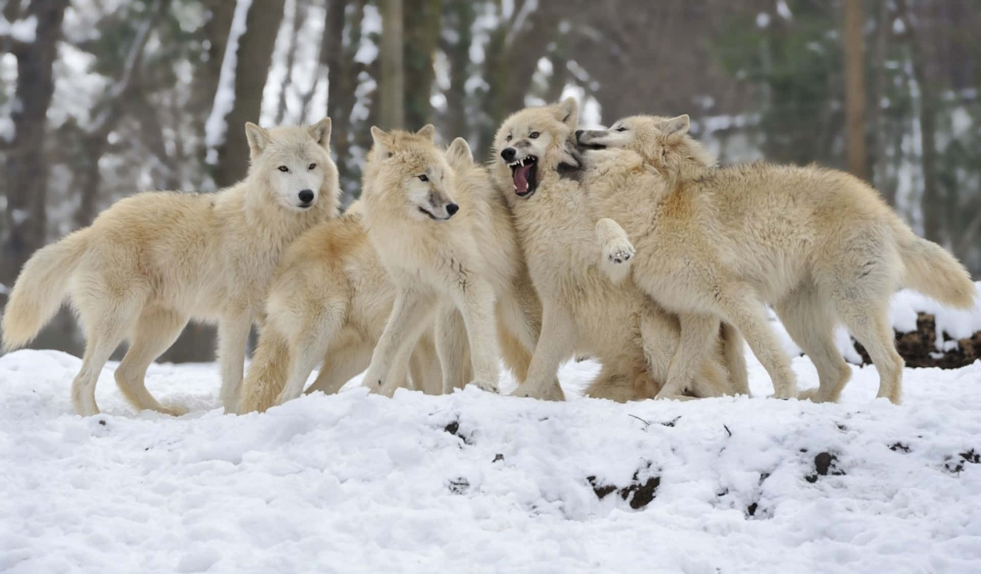 En flok af bestialske udseende ulve venter vagtsomt over et barskt, snefyldt terræn. Wallpaper
