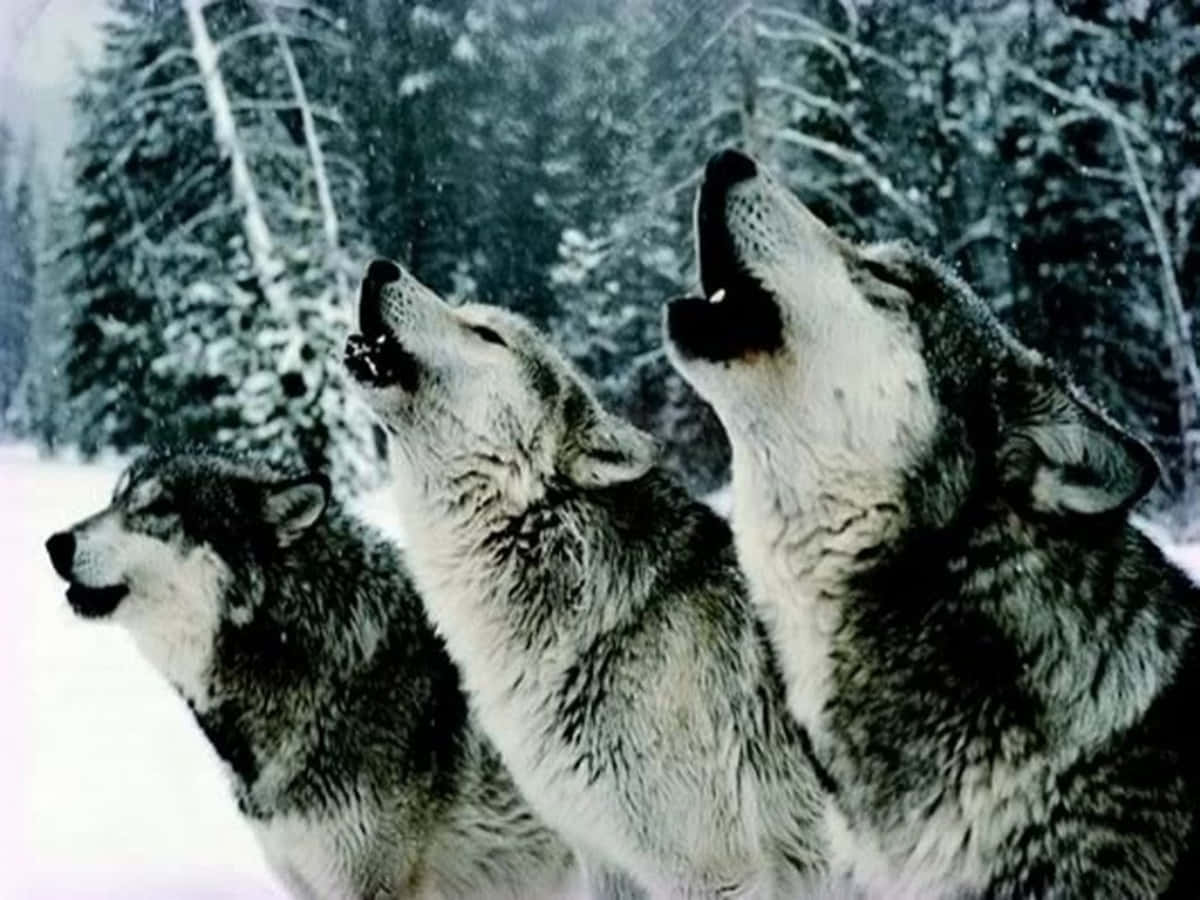 The Wolf Pack Art Collection  rMobileWallpaper