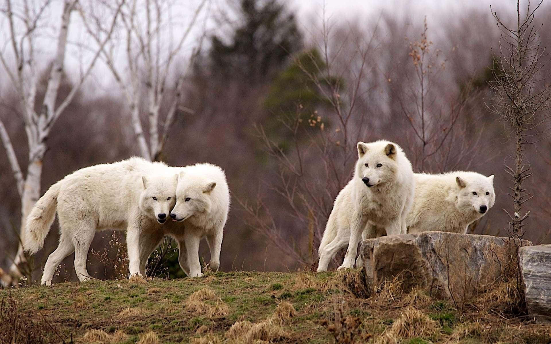 Tre hvide ulve står på en bakke Wallpaper