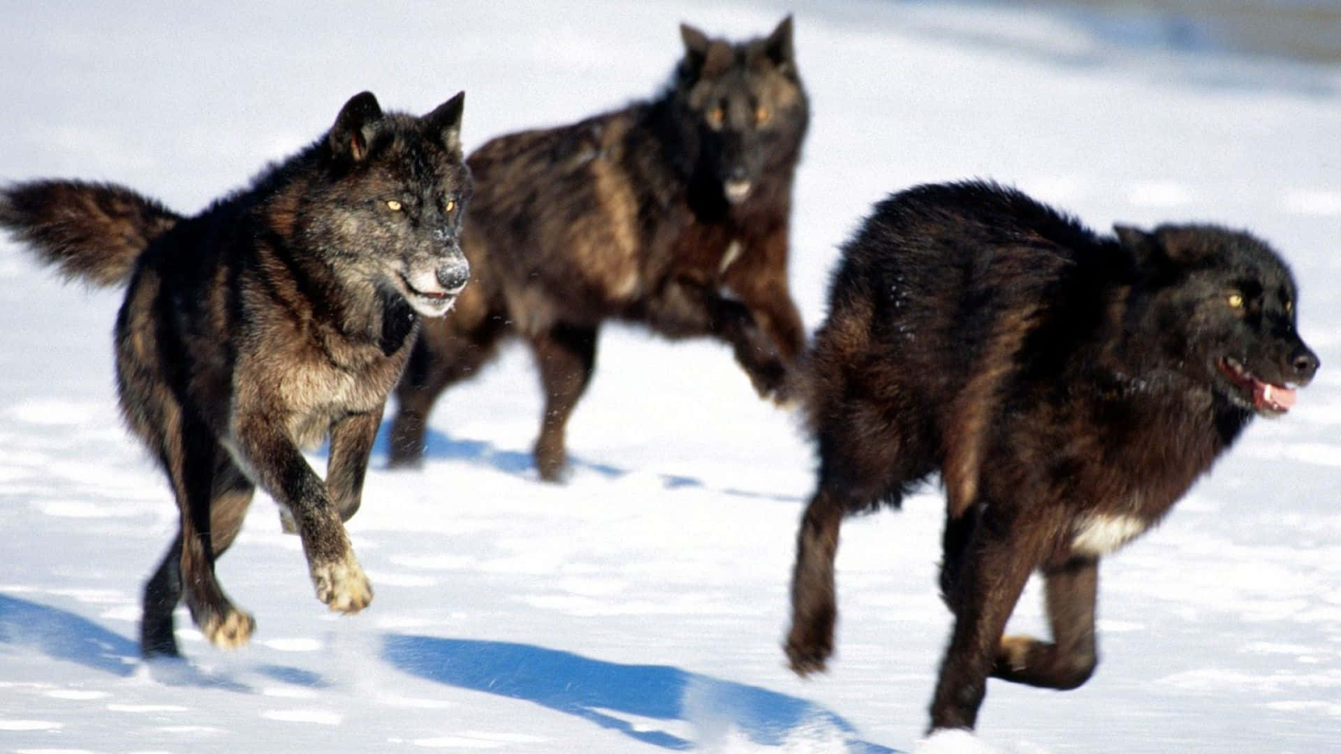 Wolf Pack Running Snow Wallpaper