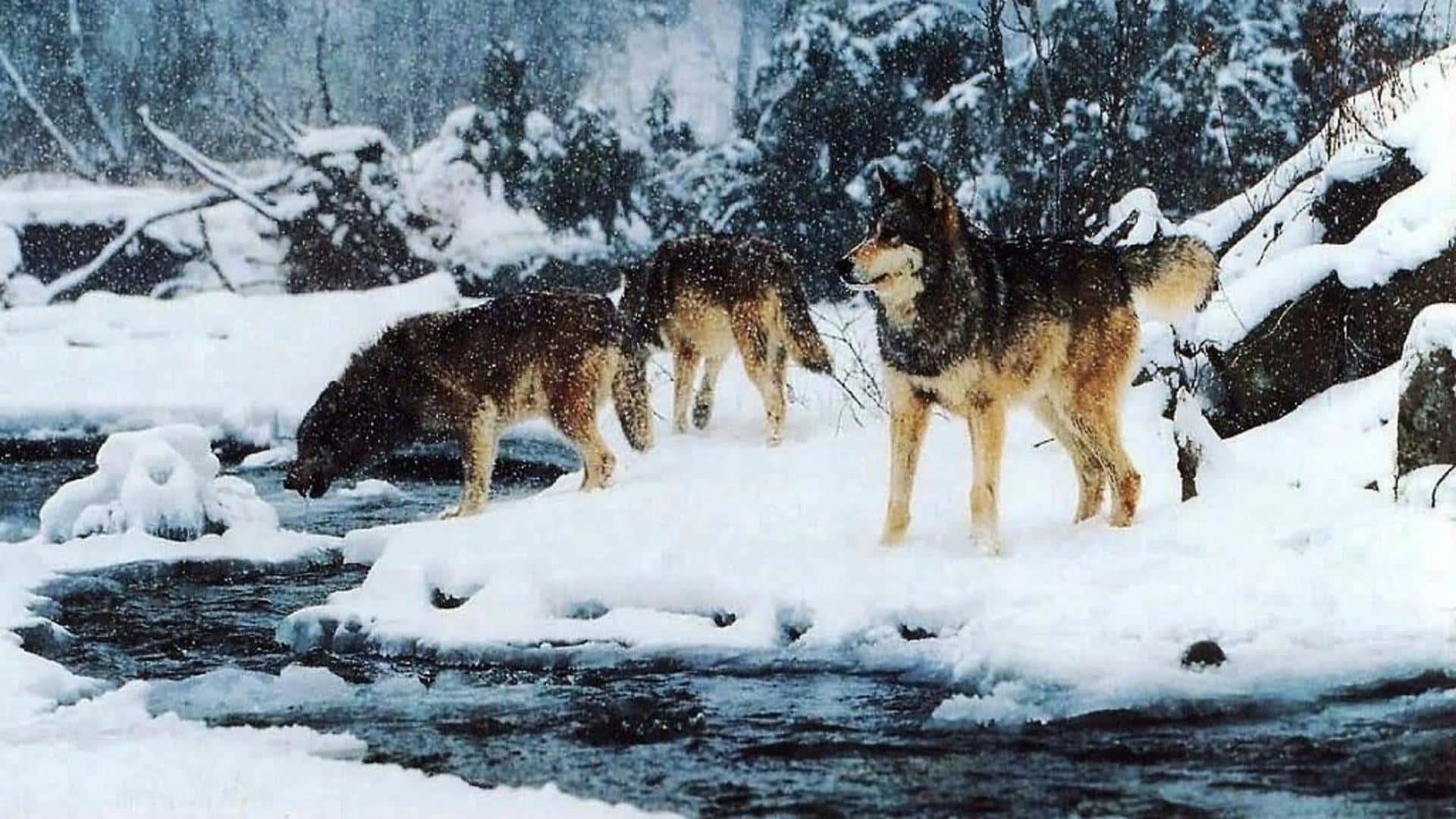 Wolf Pack Snow River Wallpaper