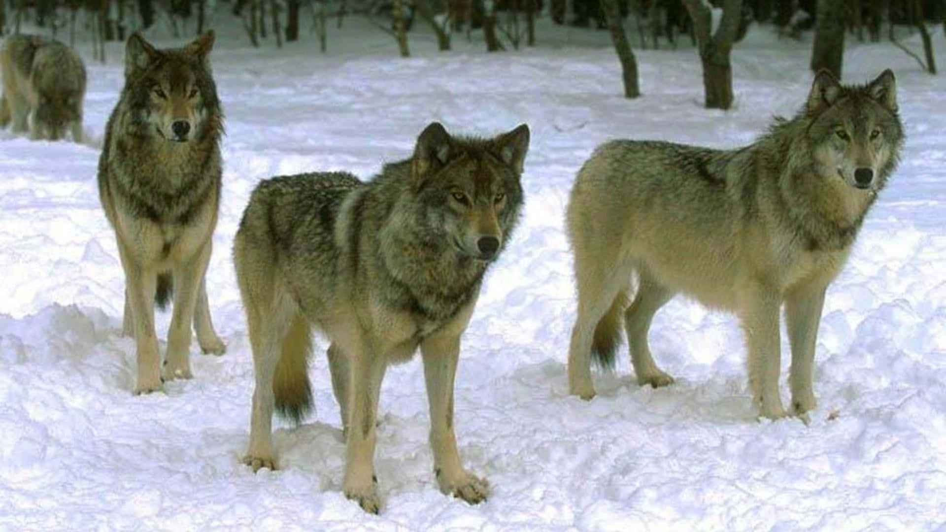 Loyaliteten fra ulv flokken Wallpaper