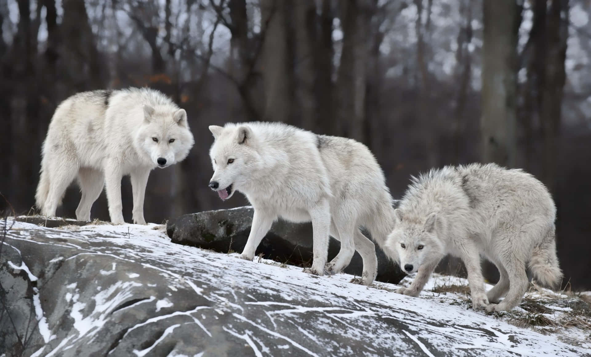Three White Wolves Standing On A Snowy Rock Wallpaper