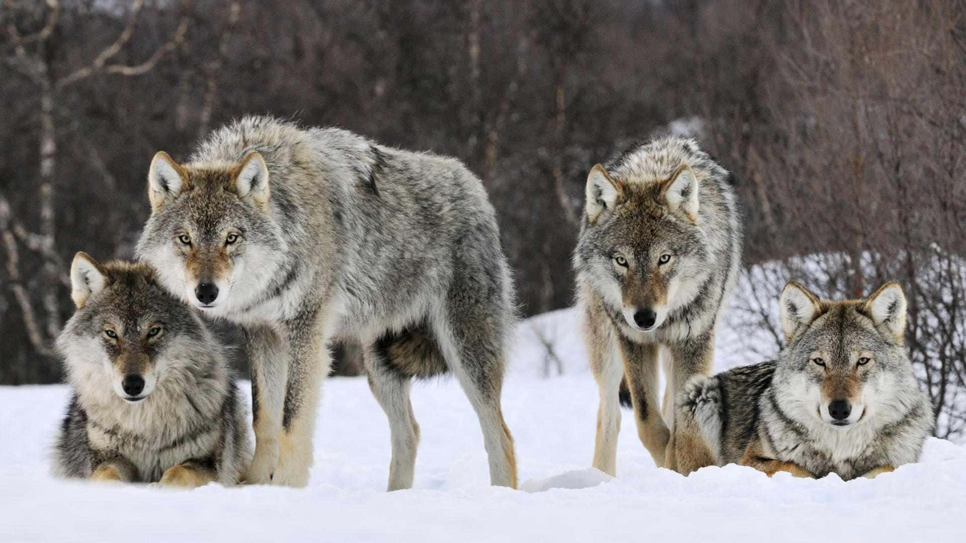 Umlindo Grupo De Lobos Em Seu Habitat Natural. Papel de Parede