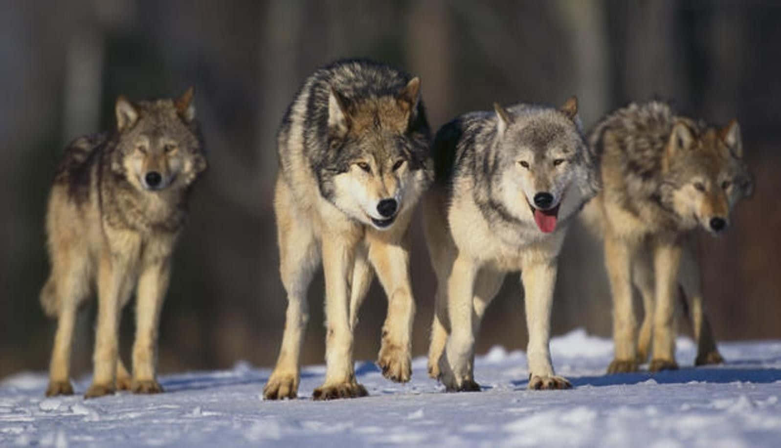 Wolf Pack Walking In The Snow Wallpaper