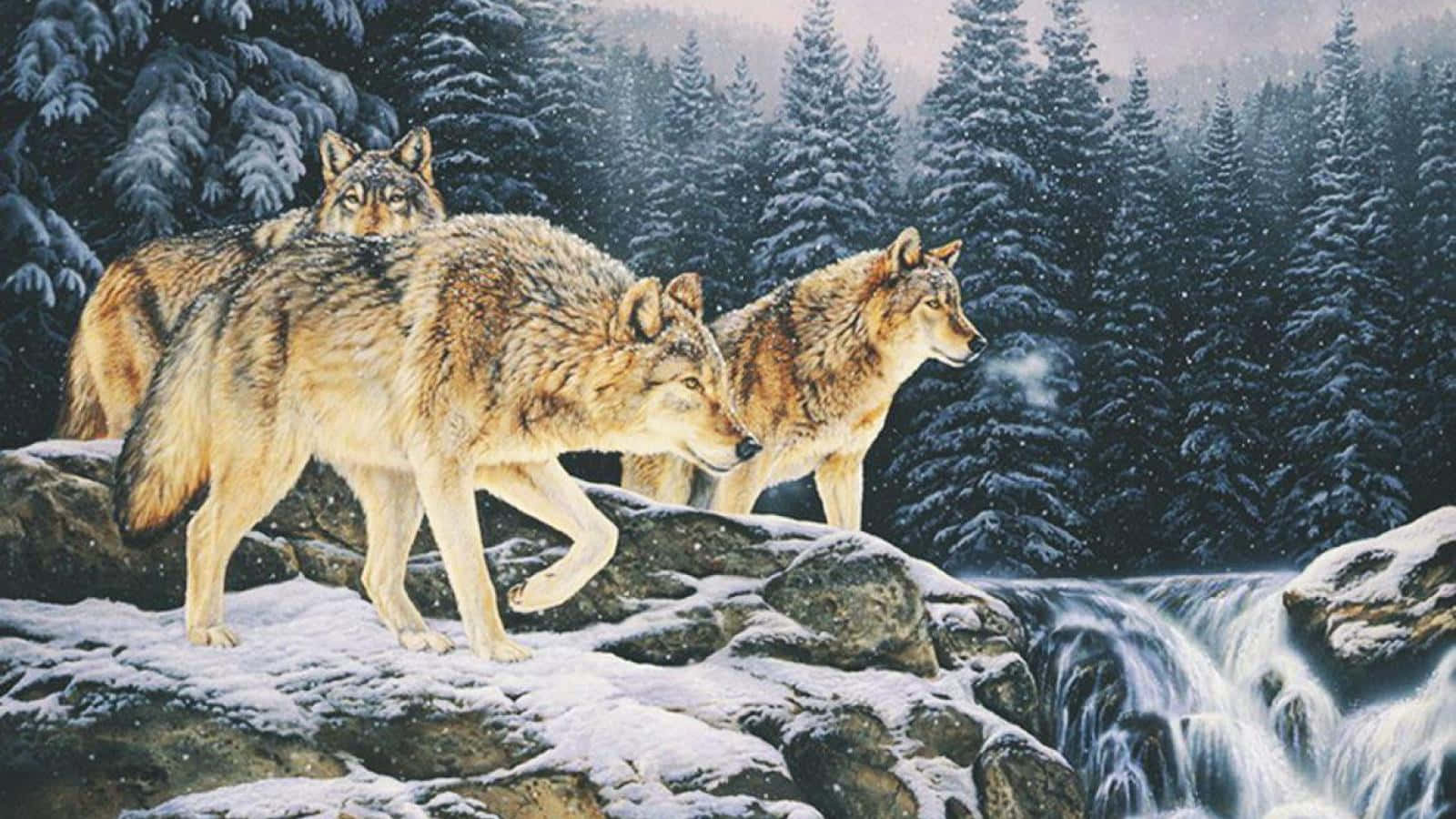 Wolf Pack In Winter Forest Wallpaper