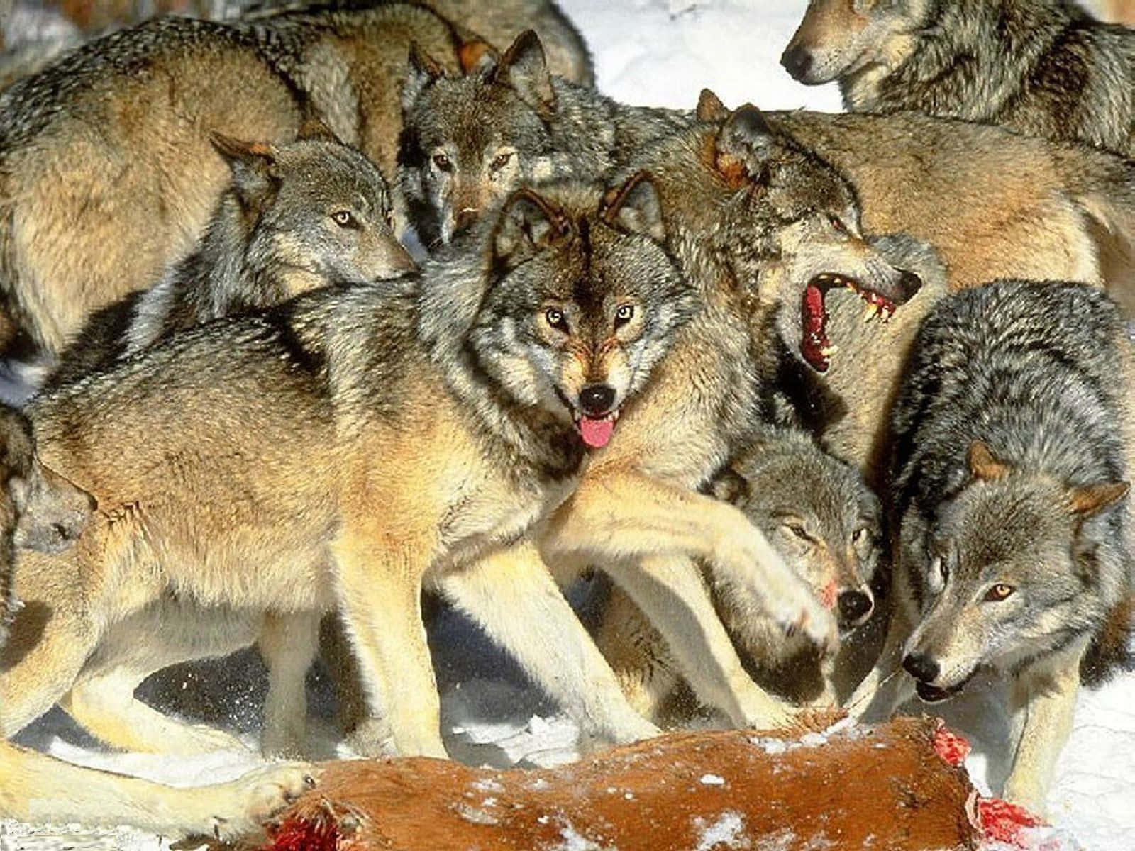 Wolf Pack Playing With Each Other Wallpaper