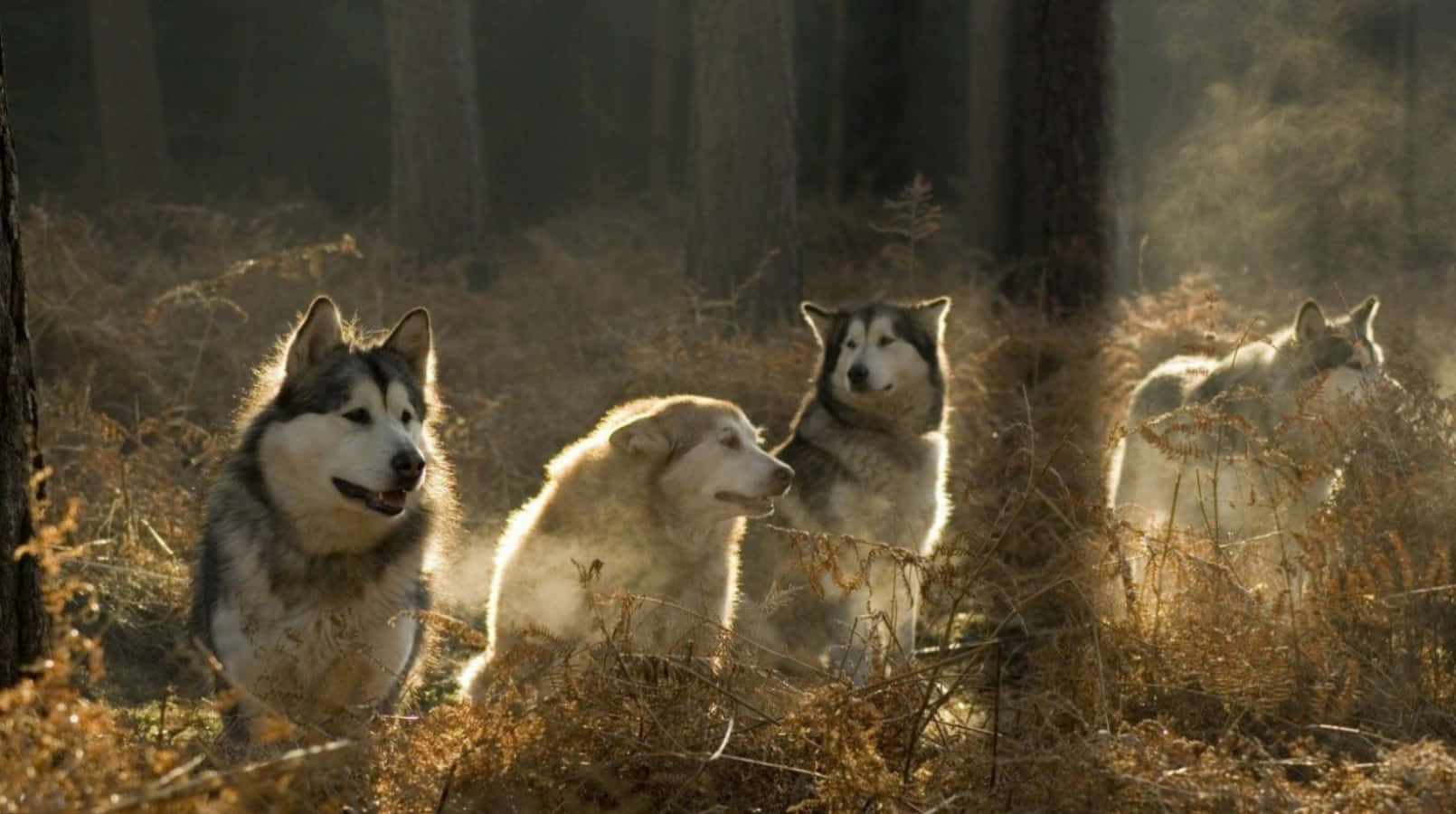 Wolf Pack Forest At Sunset Wallpaper