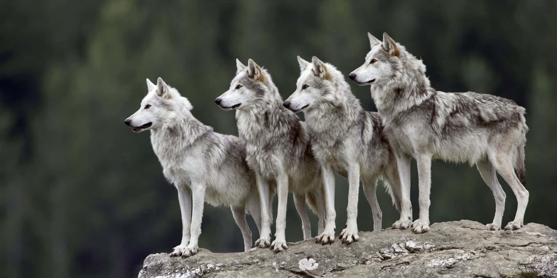 Wolf Pack Gray On Rock Wallpaper