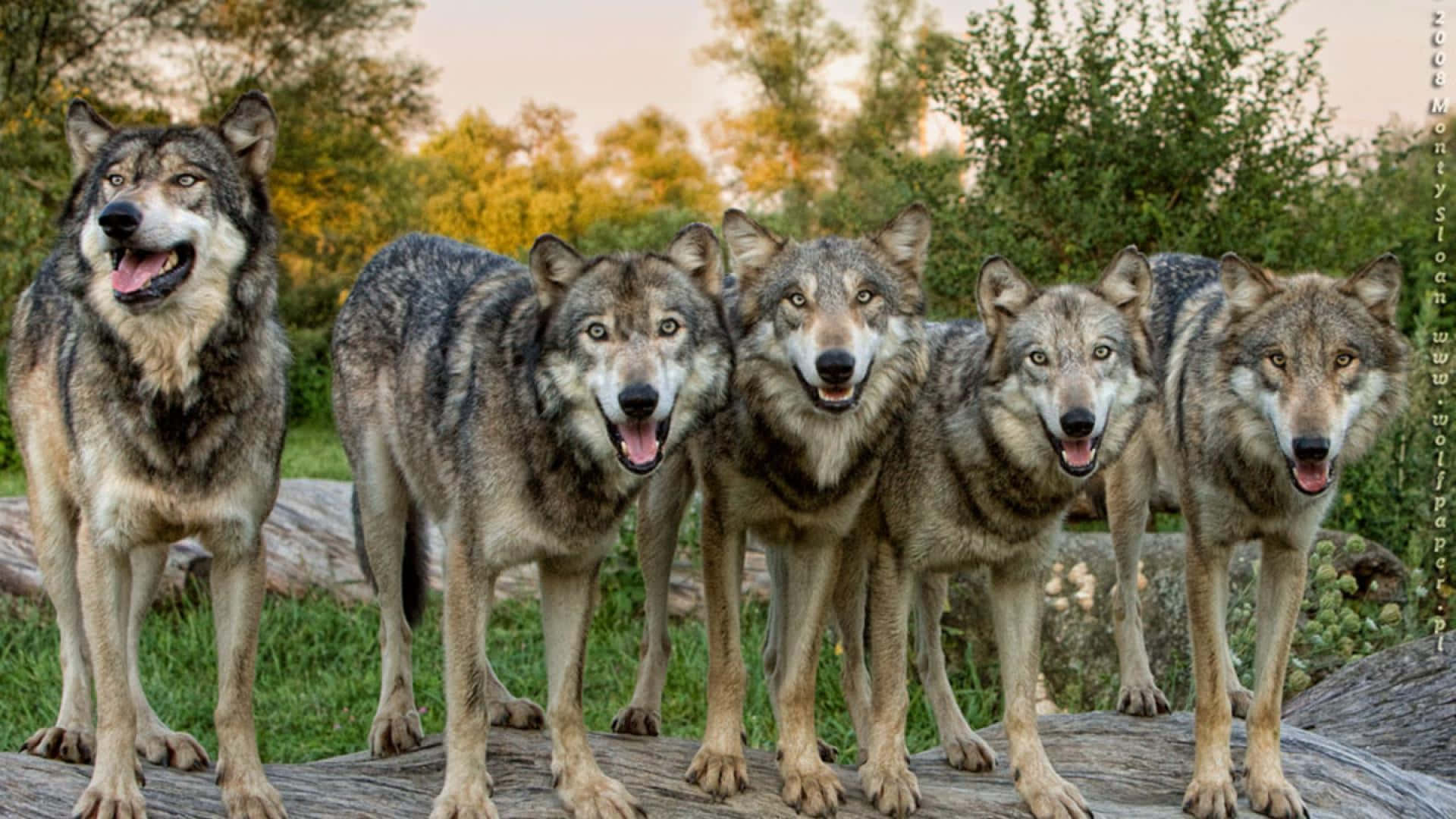 Wolf Pack With Plants Wallpaper