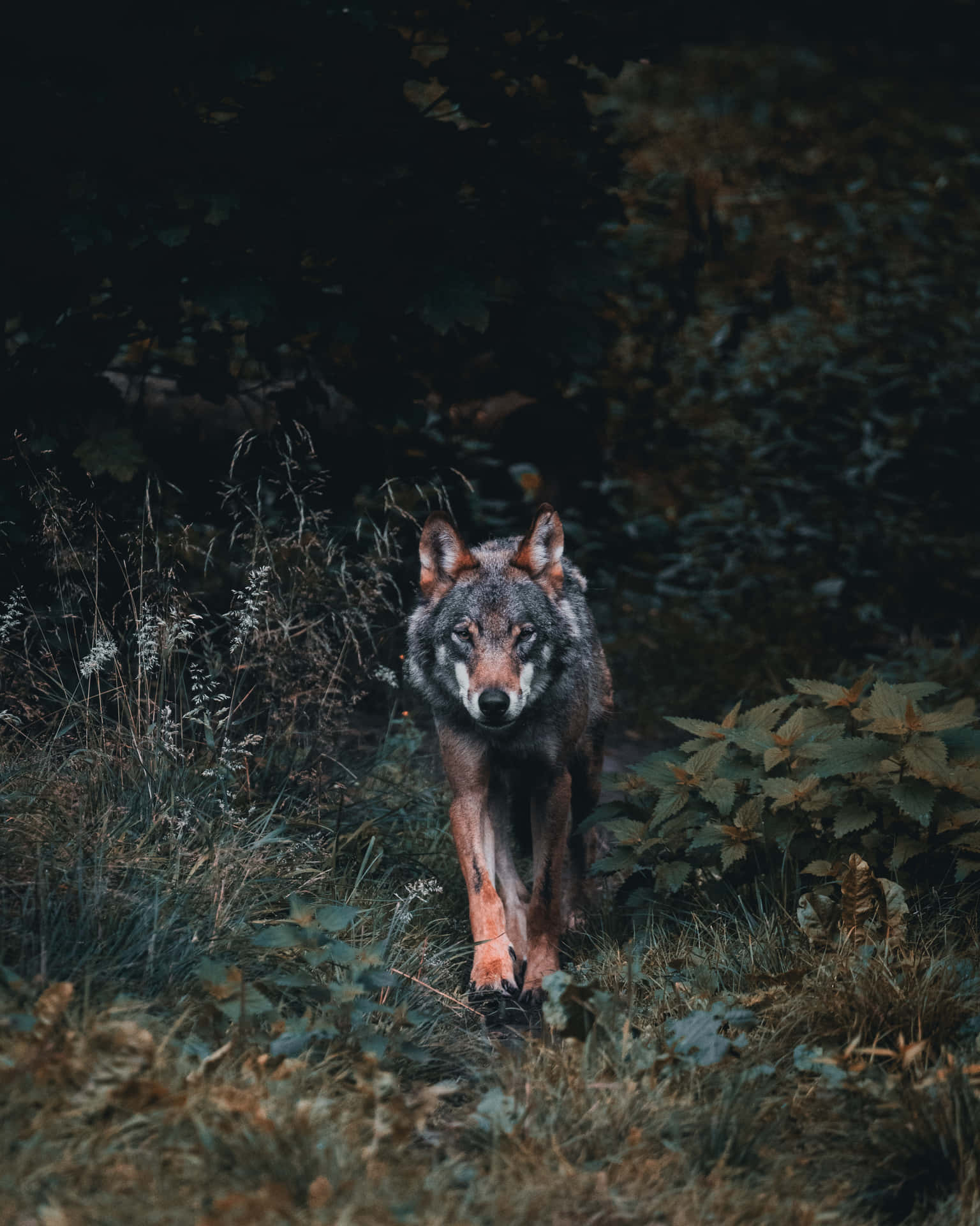 A Wolf Walking Through The Woods Wallpaper