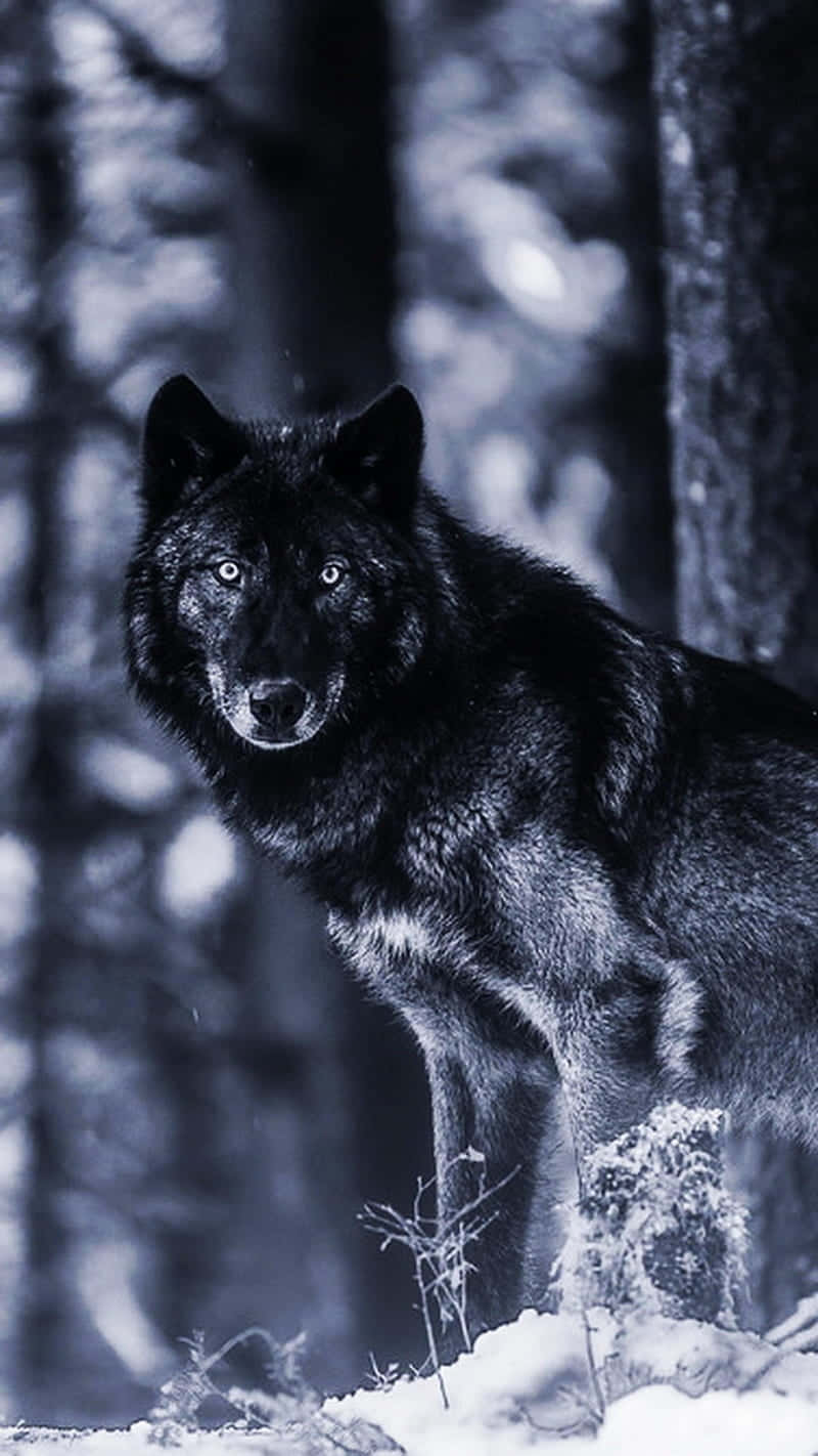A Black Wolf Standing In The Snow Wallpaper