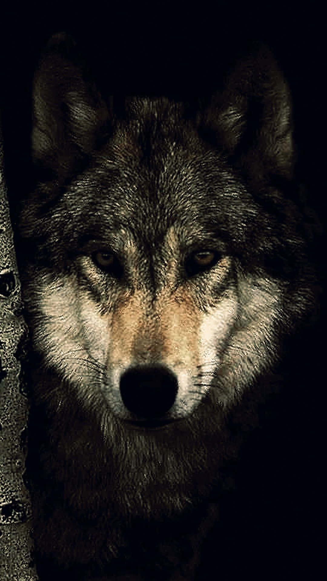 Einwolf Schaut In Der Dunkelheit In Die Kamera. Wallpaper