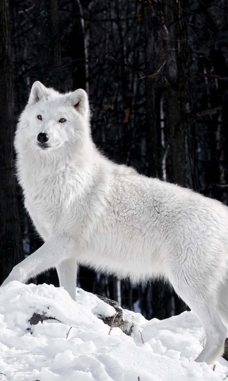 A White Wolf Standing On A Snowy Hill Wallpaper