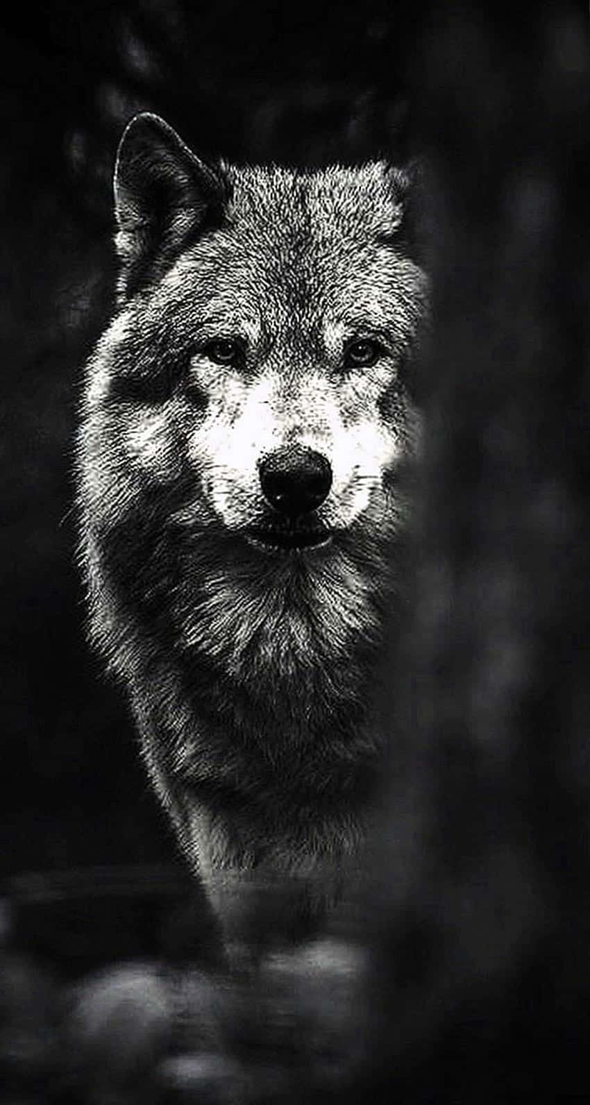 30 Best Wolf HD Wallpapers  Ultra HD 