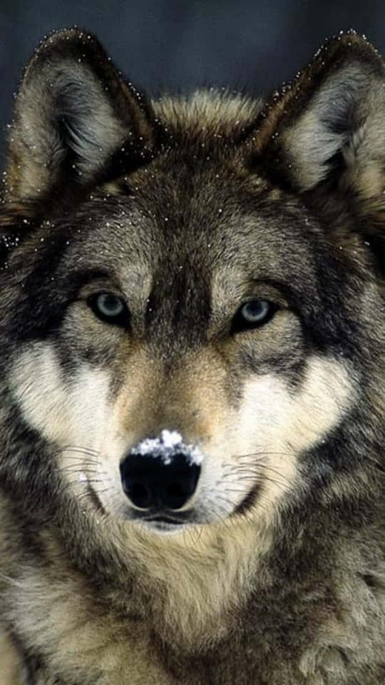 Get your Wolf Phone and make your life easier today Wallpaper