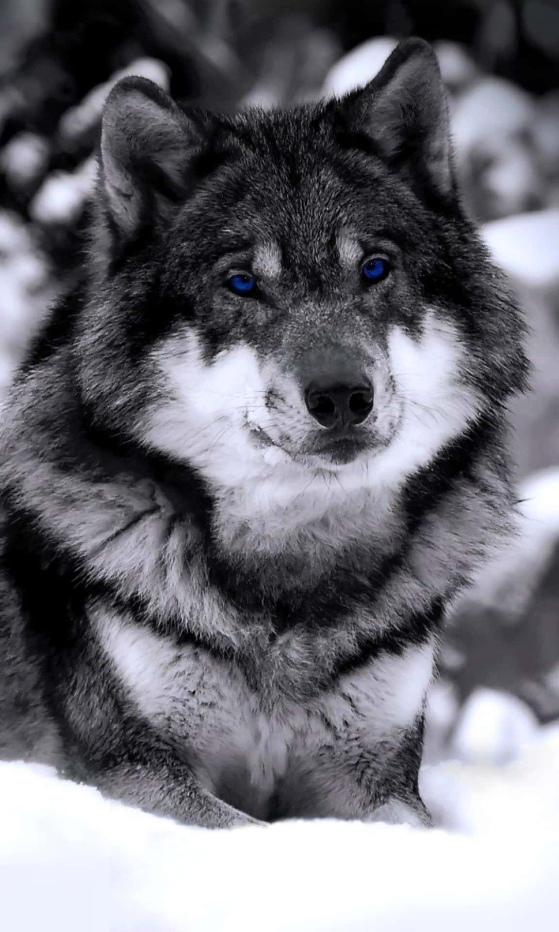 A Wolf With Blue Eyes Sitting In The Snow Wallpaper