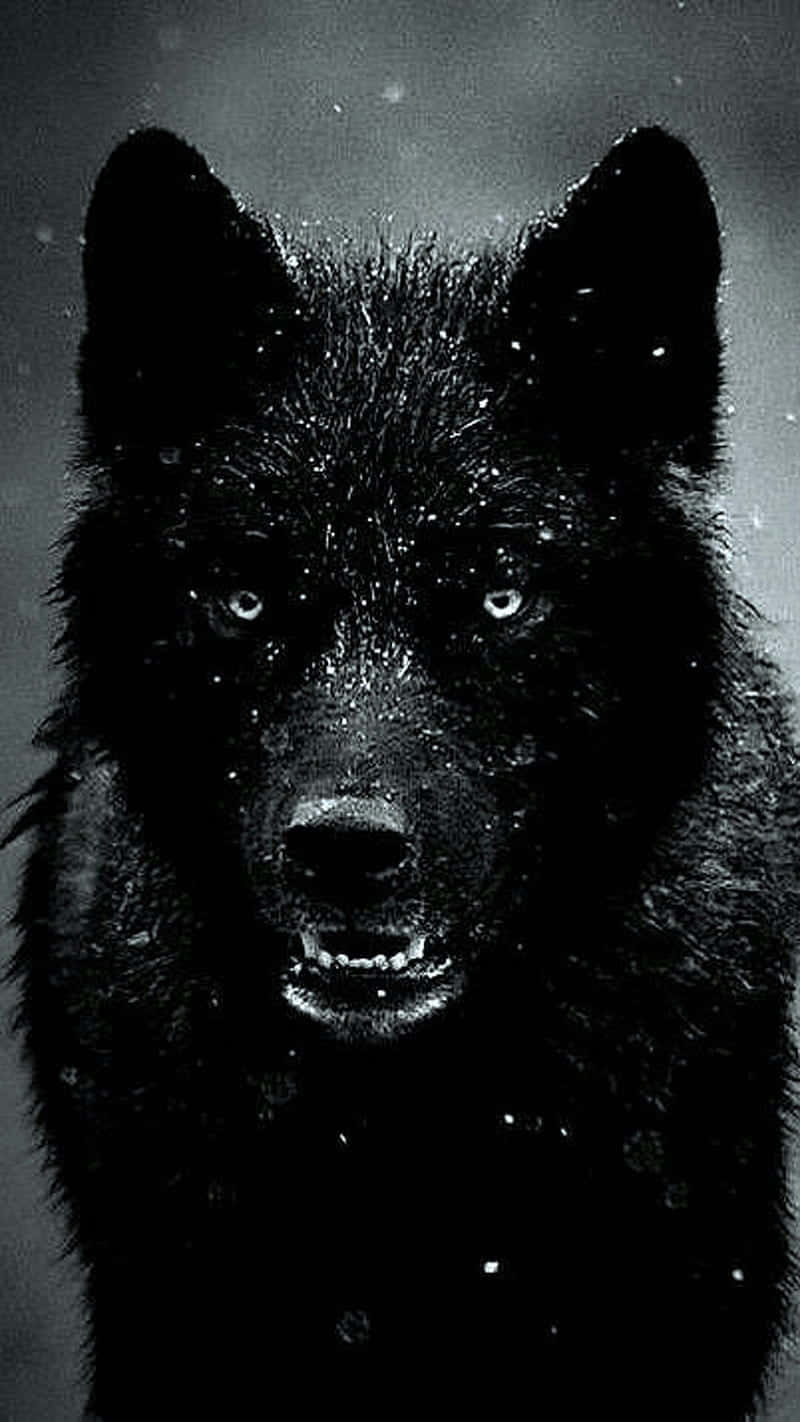 Einschwarzer Wolf Steht Im Schnee. Wallpaper