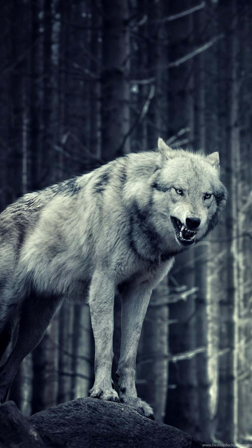 Einwolf, Der Auf Einem Felsen Im Wald Steht. Wallpaper