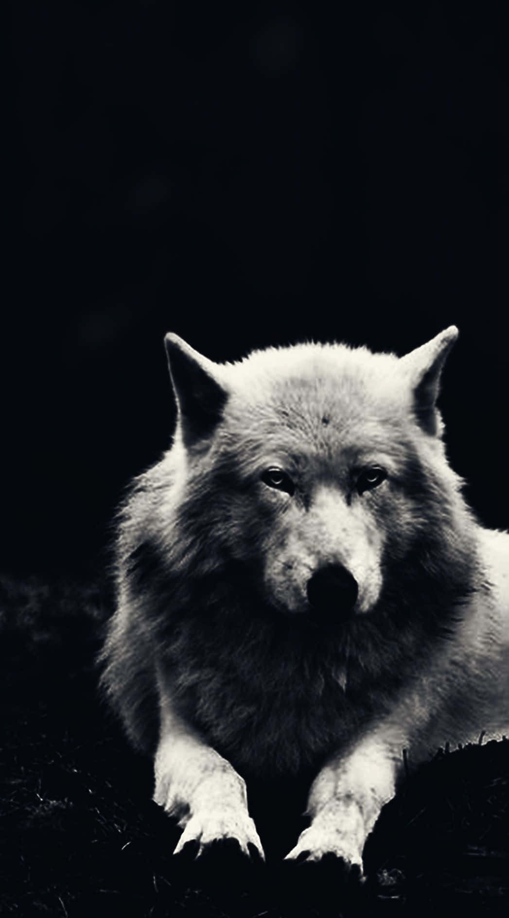 Einwolf Liegt Im Dunkeln. Wallpaper