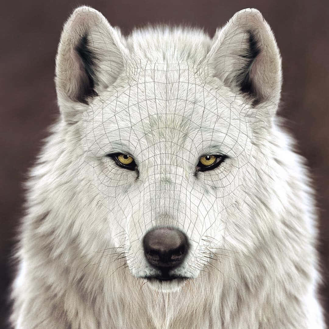 Lone Wolf in the Wild Wallpaper