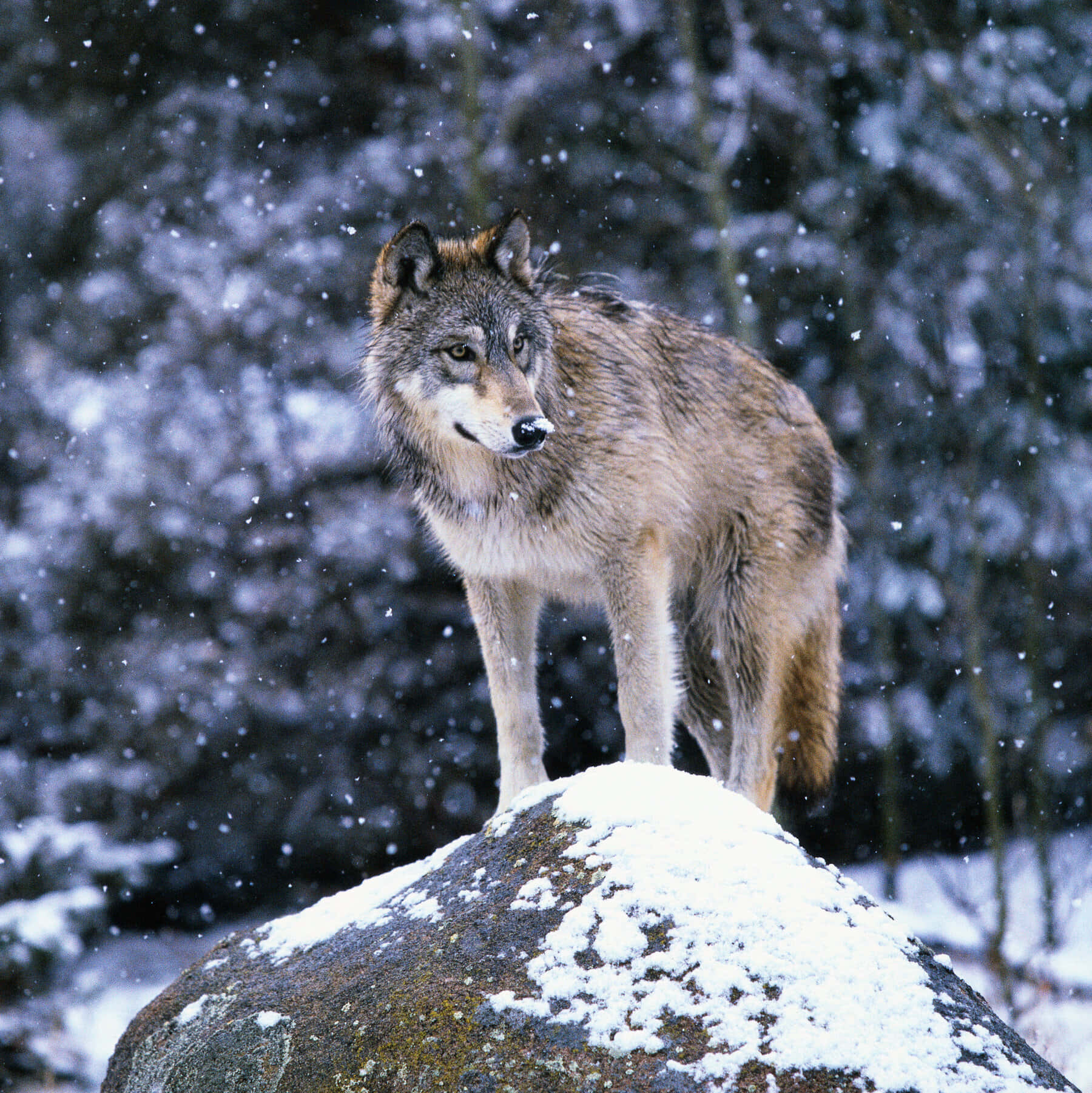 Majestic Wolf in the Wilderness Wallpaper