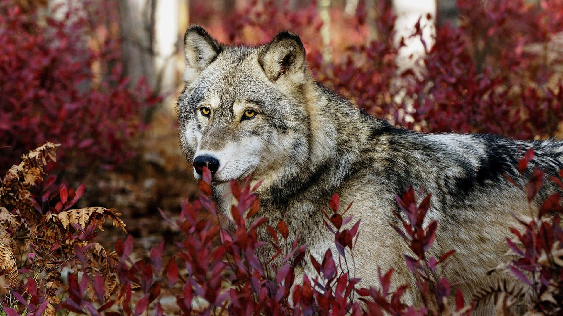 Majestic Lone Wolf in the Woods Wallpaper