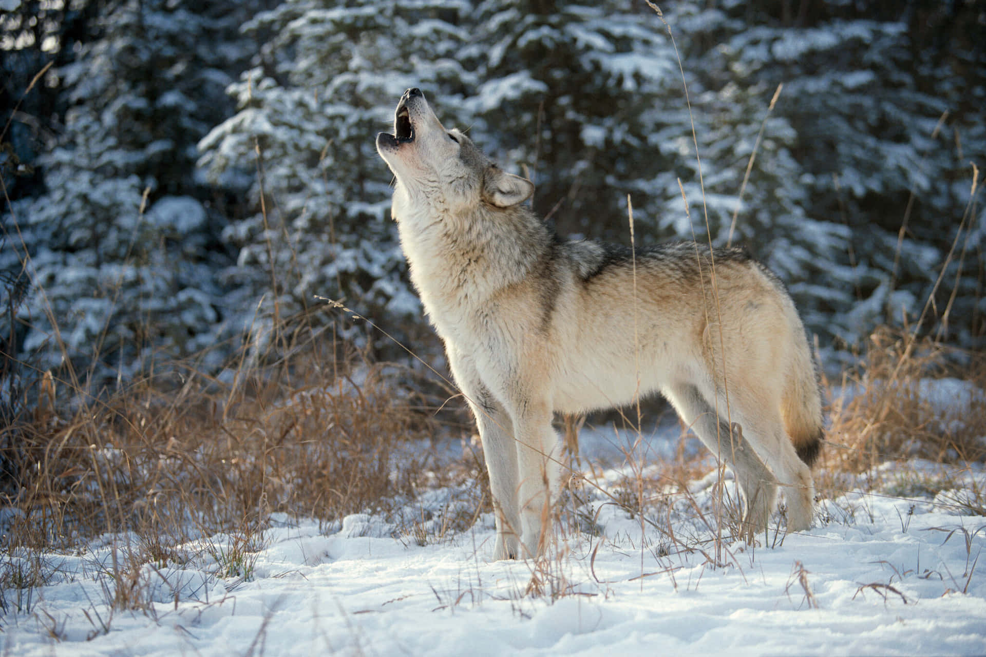 Lone Wolf Prowling Through a Snowy Landscape Wallpaper
