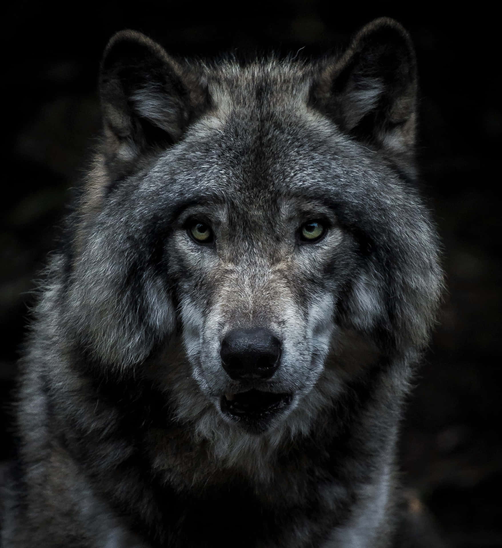 Captivating Stare: A Lone Wolf in the Wilderness Wallpaper