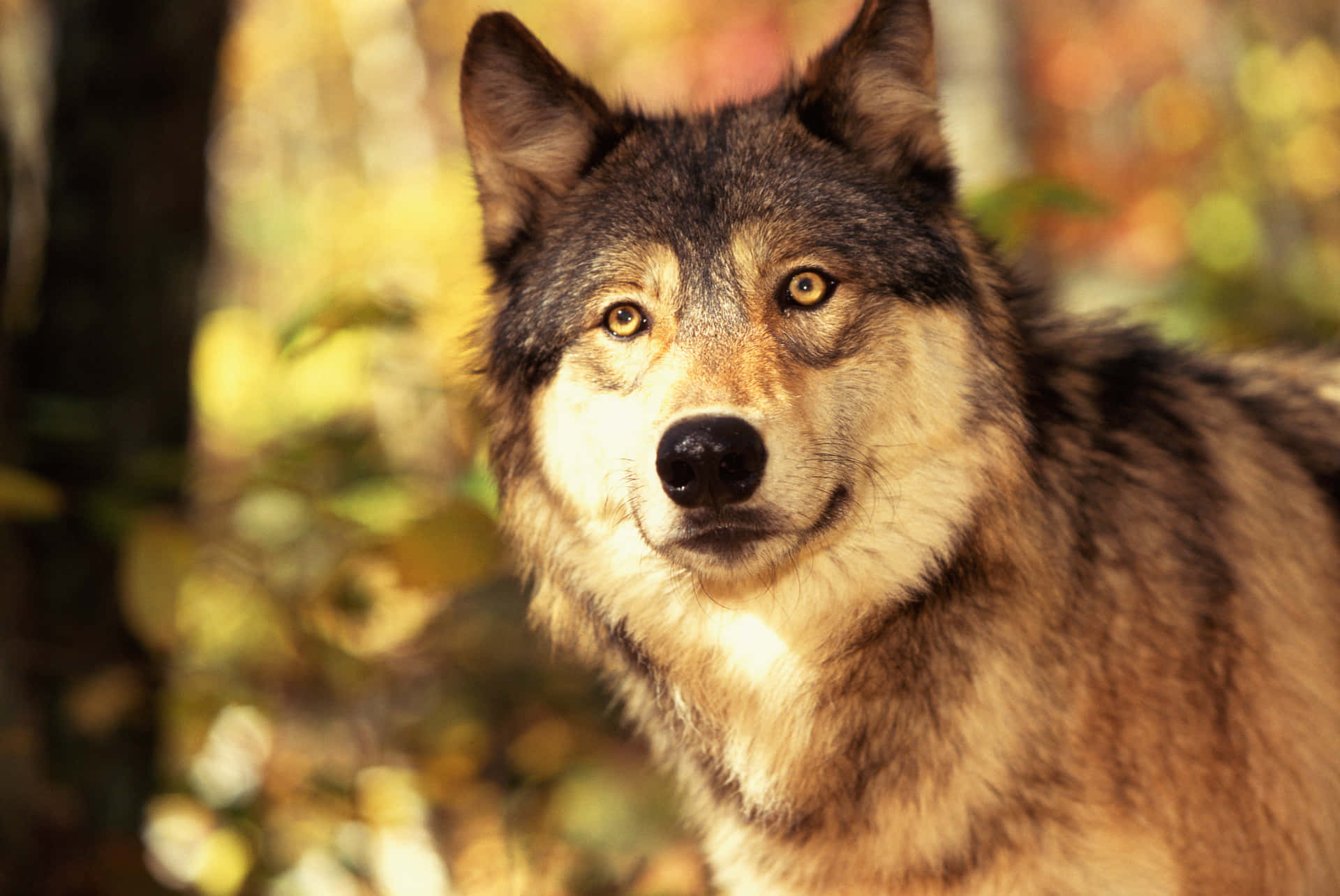 Caption: Majestic Wolf in the Wilderness Wallpaper