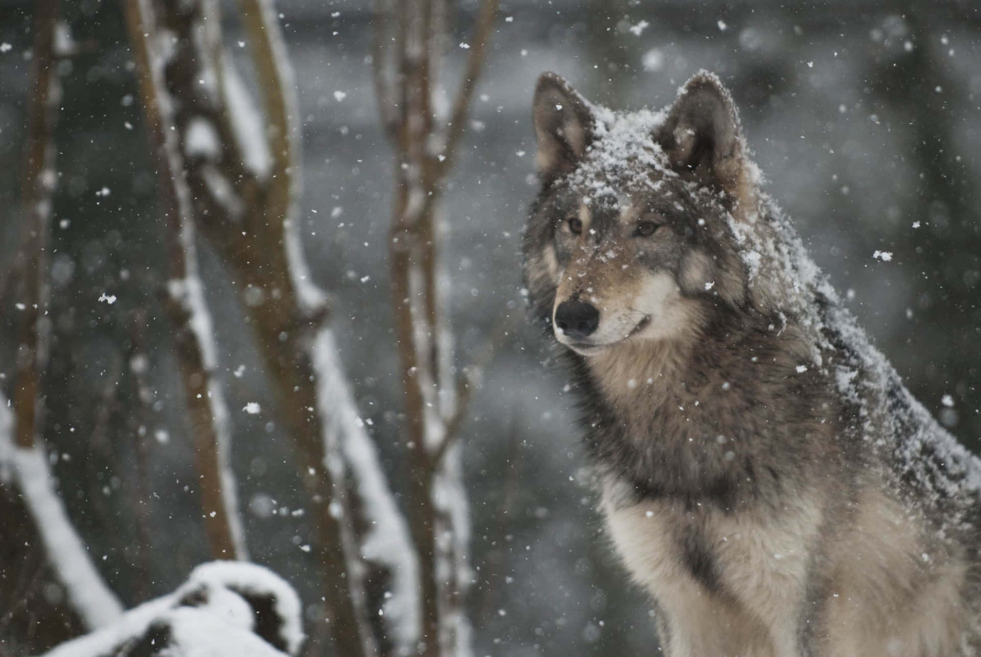 Majestic Wolf in the Wilderness Wallpaper