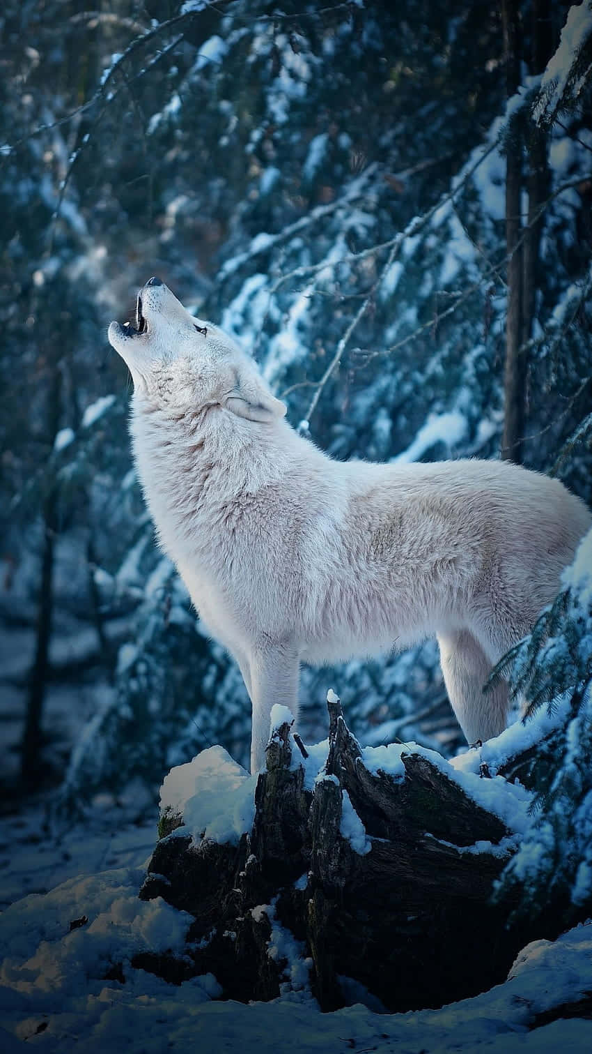 Captivating Wolf Stare in the Wild Wallpaper