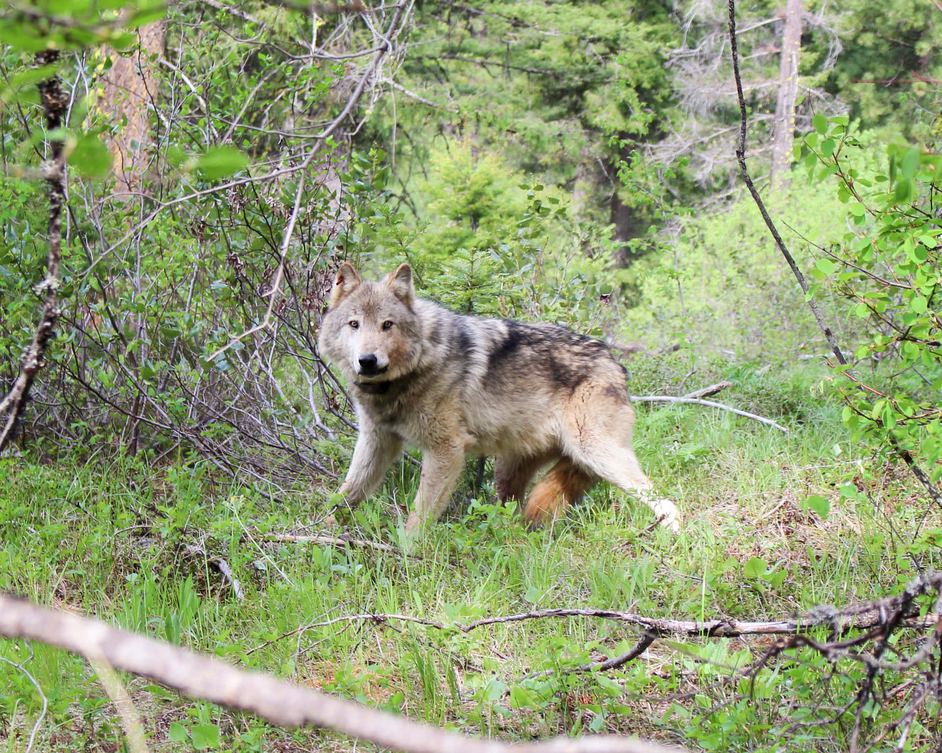 Diemajestät Der Wildnis Einfangen: Ein Einsamer Wolf