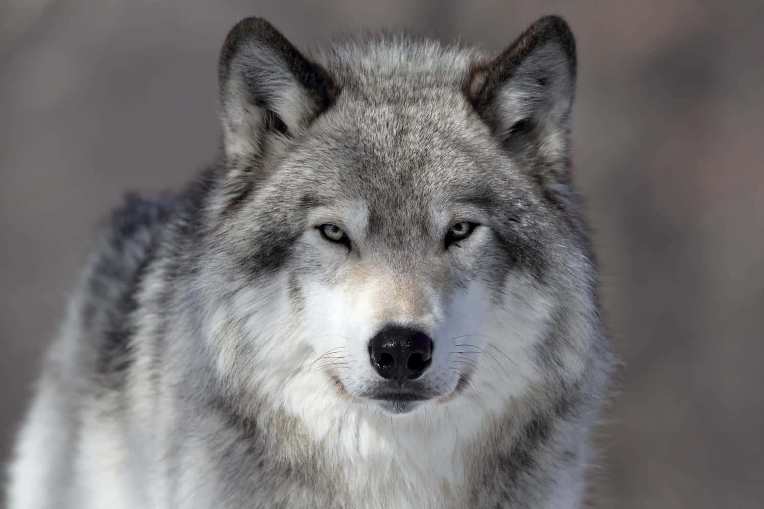 Einweißer Wolf Steht Majestätisch Vor Einem Dunklen Waldhintergrund.