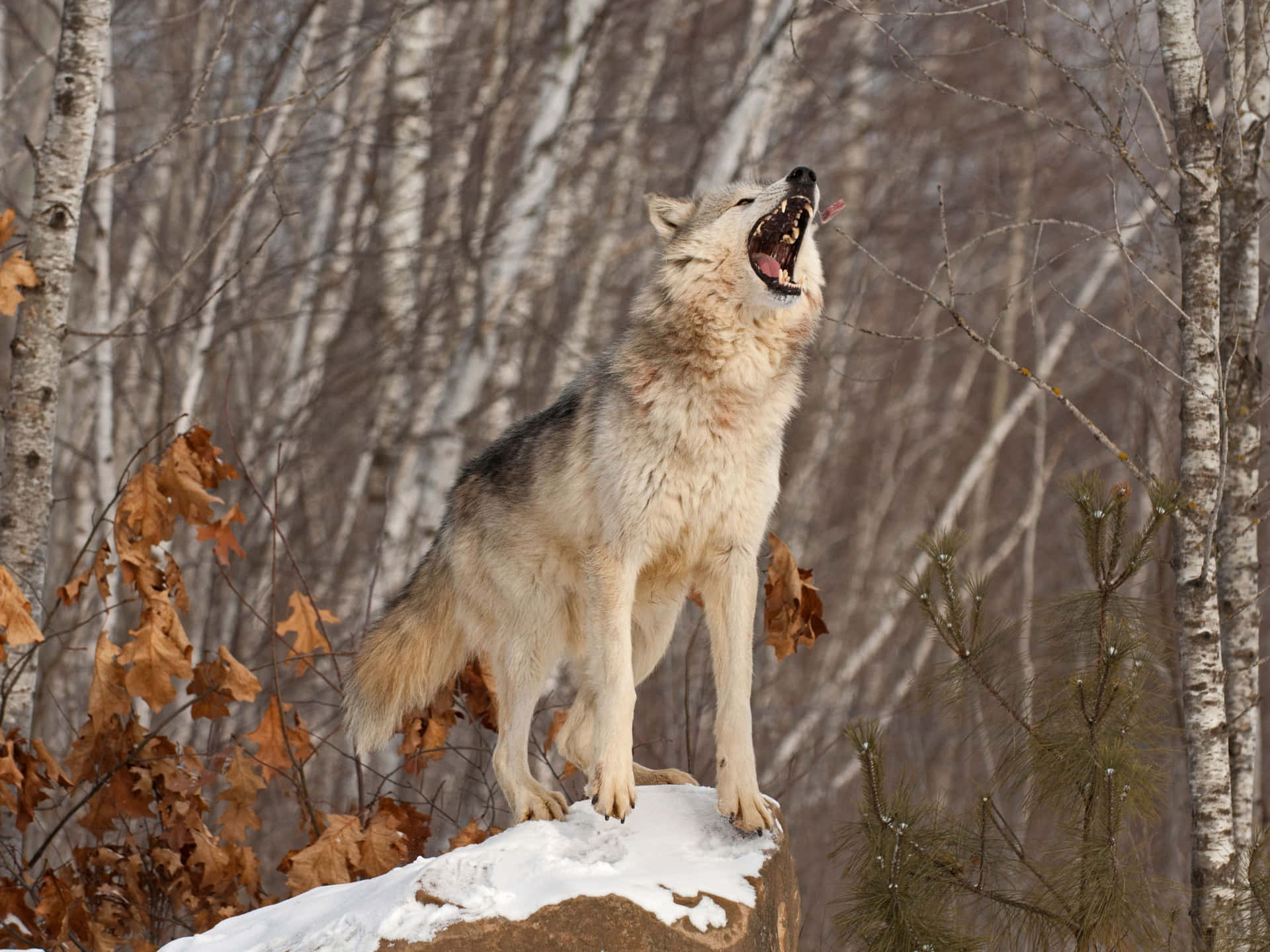 A fierce and wise wolf looking into the horizon.