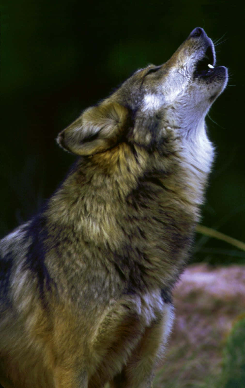 A lone wolf howls atop a rocky landscape