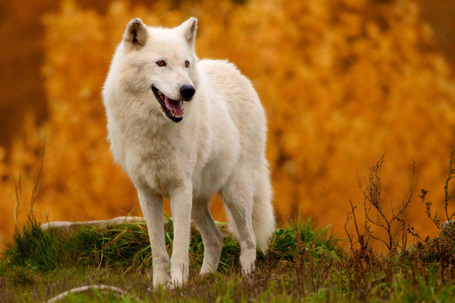 Den majestætiske ulv blandt naturen