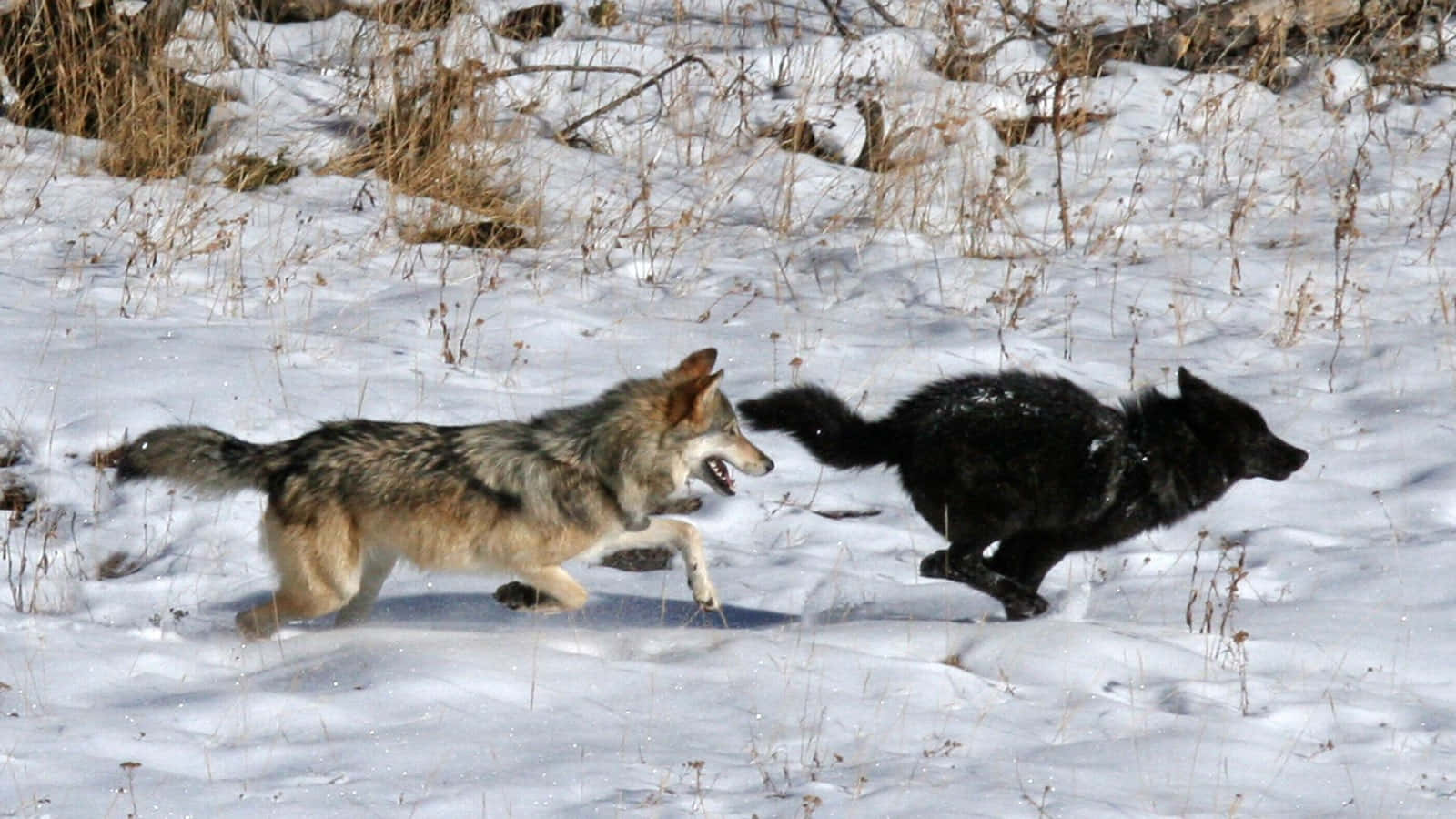 Einmajestätischer Grauer Wolf, Der Durch Die Wildnis Trotzt
