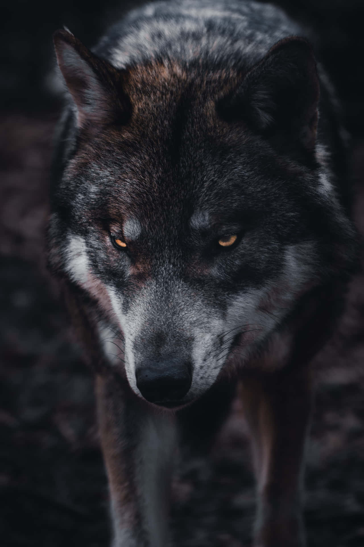 Einmajestätischer Alpha-wolf