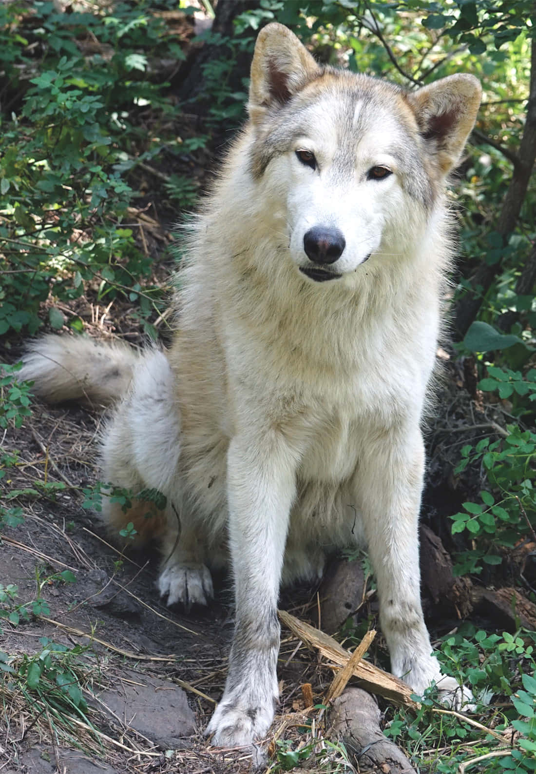 Einmajestätischer Wolf In Seiner Natürlichen Lebensumgebung