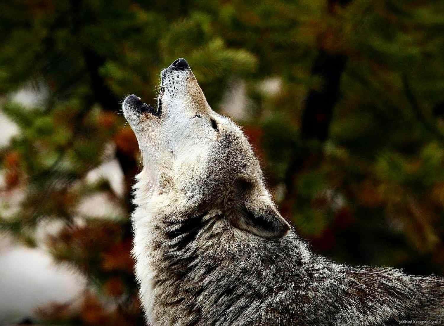 “Witness The Majestic Presence Of A Wolf”