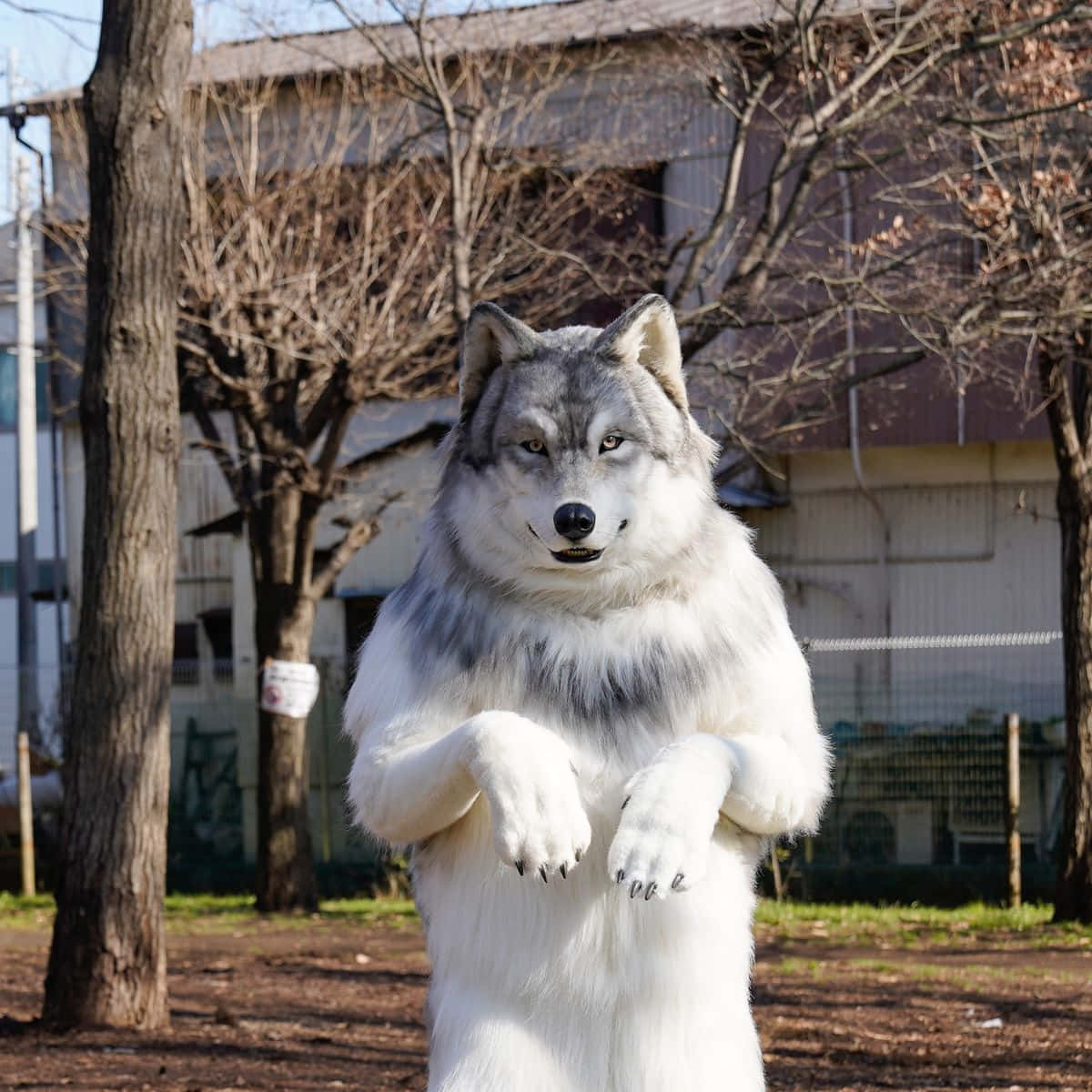 Beautiful photo of a white wolf in the wild