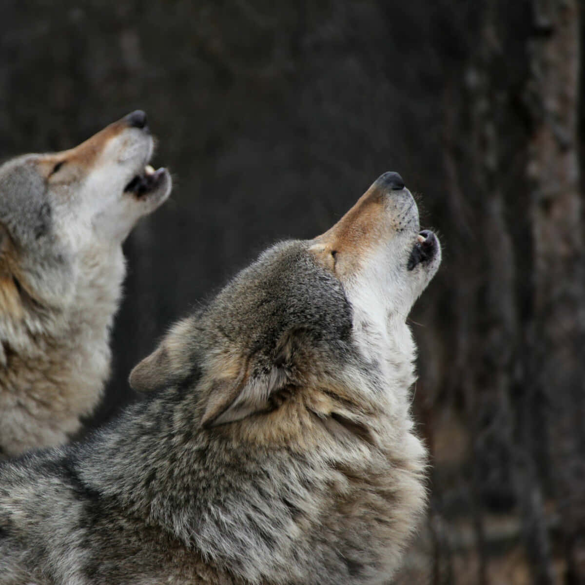 A Lone Wolf Standing in the Moonlight