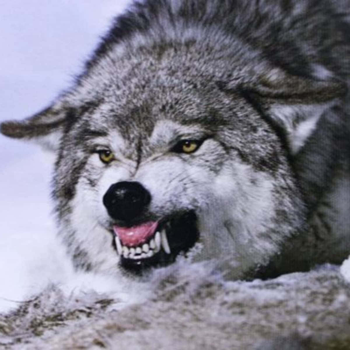 Grauerwolf Betrachtet Nachdenklich Die Nacht