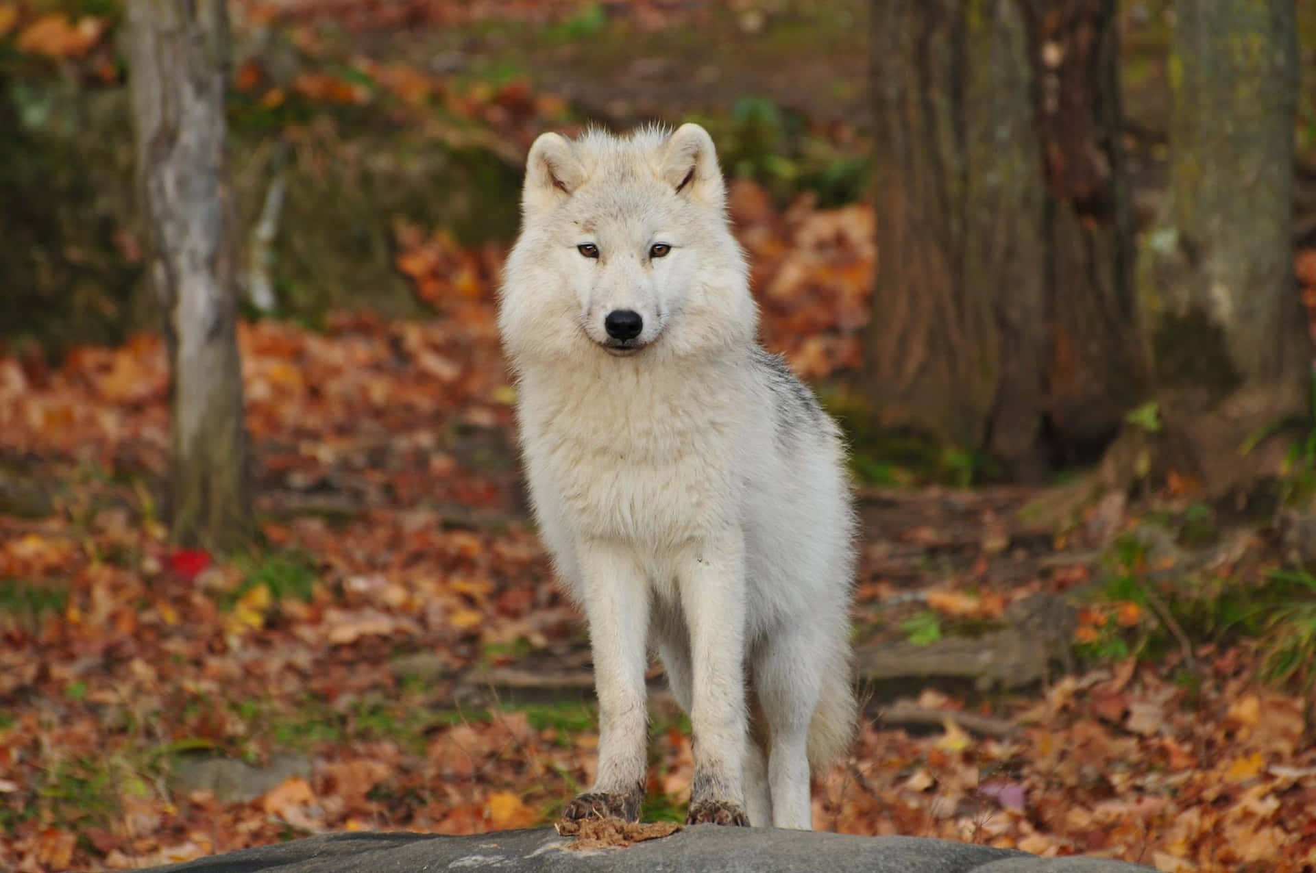 En hvid ulv stående på en sten i skoven