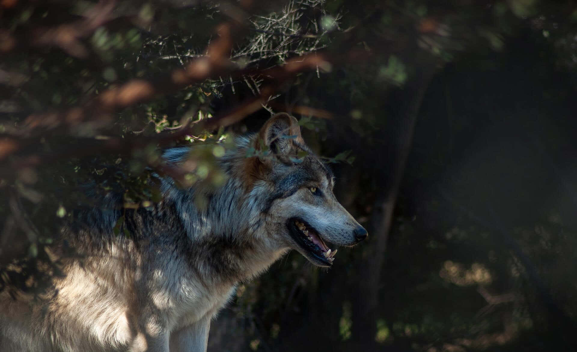 Einrudel Wölfe Streift Durch Sein Natürliches Lebensraum.
