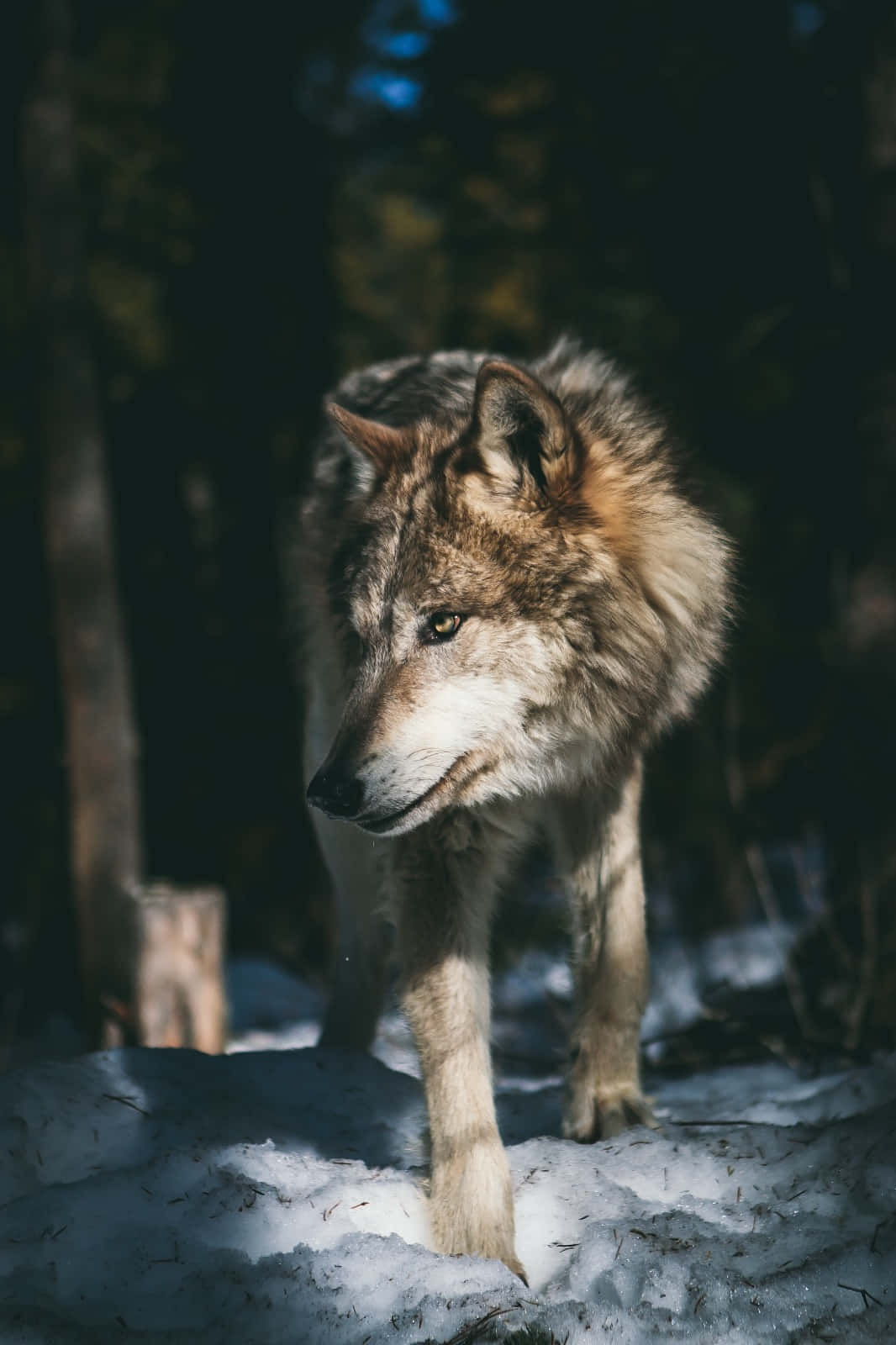 A striking grey wolf looking intently at the camera.